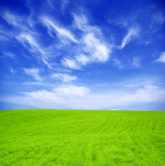 Fototapeta premium field