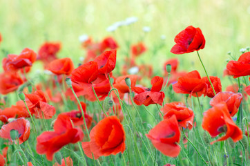 Obraz premium red poppy