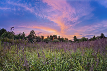 Sunset in summer field