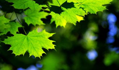 Plakat green leaves