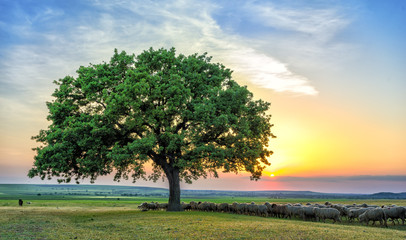 sheeps near an oak in the sunset