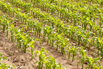 Naklejka premium corn field 