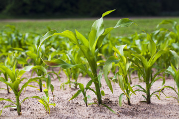 corn field  