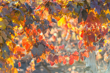 Sunny Autumn Vineyard. Mendoza in late autumn