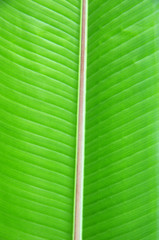  green leaf