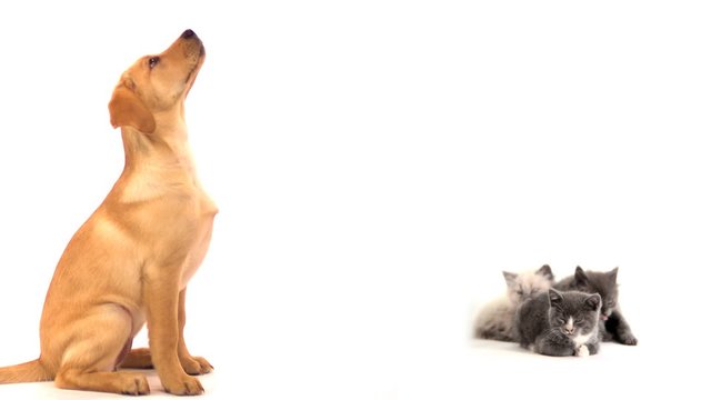 A puppy and a pair of kittens sit on a white background