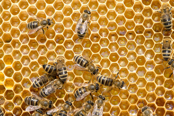  bees on honeycells