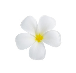 Fototapeta na wymiar Plumeria flowers isolated on white background