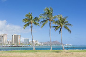 Palm tree with Diamond head mountain background, Hawaii