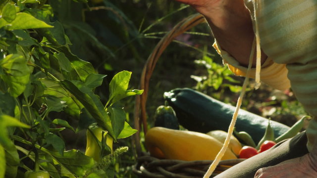 An old lady cringes in pain and rubs her hands while she works in her garden.