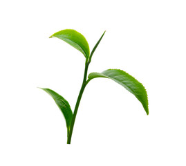 green tea leaf isolated on white background