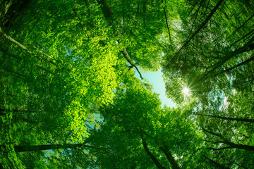 Prachtig bladerdak van groene bomen die naar boven kijken