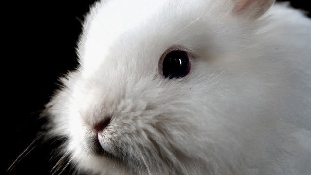 Close up shot of adorable bunny sniffing the air