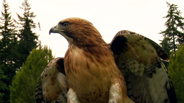 Hawk/Eagle opens wings and flaps