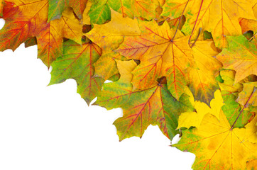 Fototapeta na wymiar autumn leafs