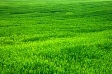 Obraz na płótnie Canvas Green grass