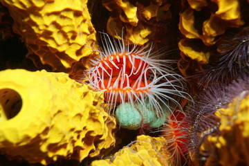 Flame scallop Ctenoides scaber underwater sea - obrazy, fototapety, plakaty