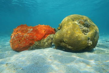Sea life red boring sponge and grooved brain coral