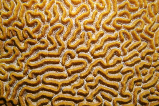 Close up image of symmetrical brain coral
