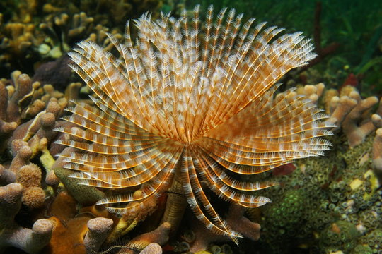 Sea life Magnificent Feather Duster worm