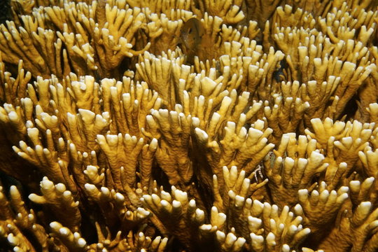 Sea life branching fire coral Millepora alcicornis