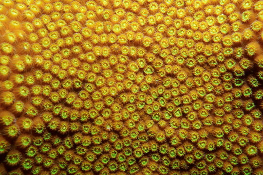 Sea life close up image of boulder star coral