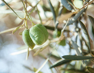 Green olives on a olive branch