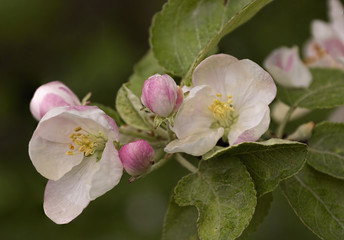 the blossoming apple-tree