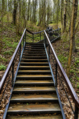 Obraz premium Stairway in the forest