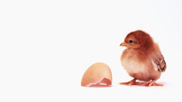 Baby Chick with broken shell