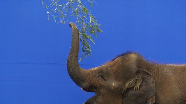 An elephant pulls at a branch