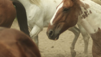 Close up of horses running in a pen