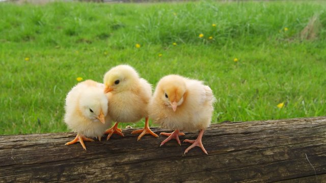 Medium shot of three chicks on a log in nature