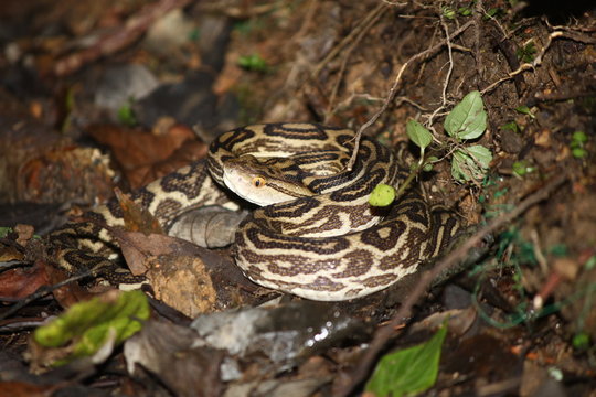 とぐろを巻くハブ