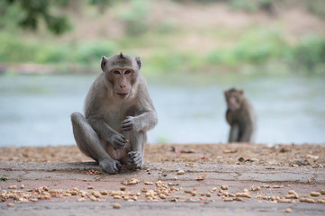 Macaque chewing nuts