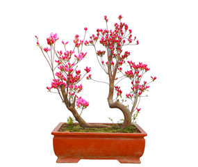 Red azalea bonsai