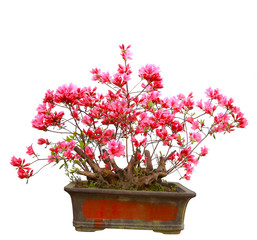 Red azalea bonsai