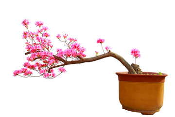 Red azalea bonsai