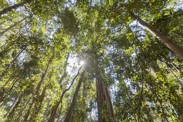 Cairns Rainforest