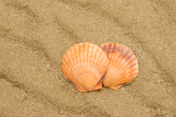 Fototapeta na wymiar sea shell on seashore