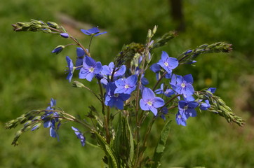 полевые цветы