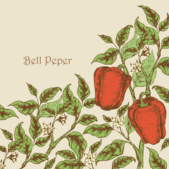 Pepper background