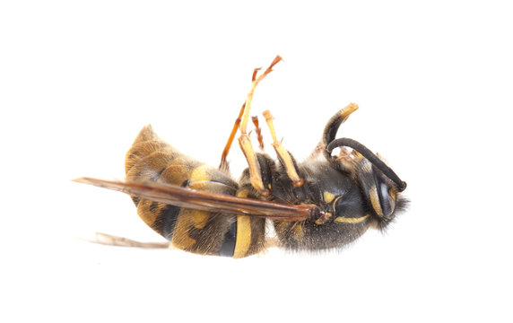 Dead wasp isolated