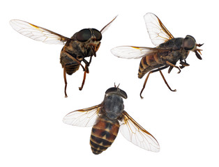 set of three brown stripped flies isolated on white