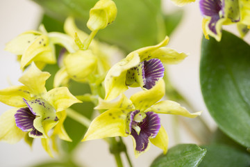 デンドロビューム