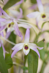 デンドロビューム