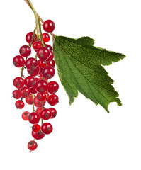 red currant branch and green leaf