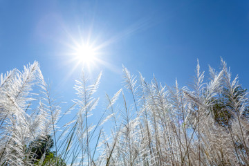 white reeds and blue sky