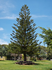 Fototapeta na wymiar Fresh tall pine tree