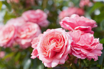 バラ　ホープス・アンド・ドリームズ